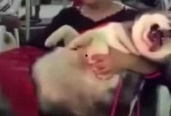 网红爆料小孩视频播放大全,热门小孩视频大盘点